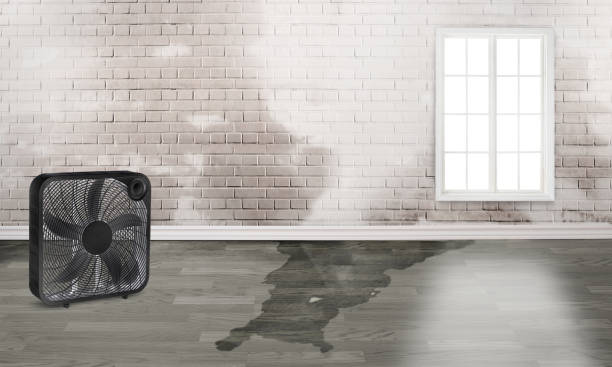 Best Water damage cleanup near me  in Lake Delton, WI
